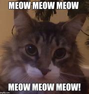 Image result for Cat Saying Meow Meme