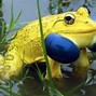 Image result for Goofy Frog
