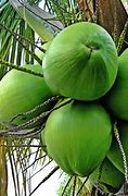 Image result for Coconut