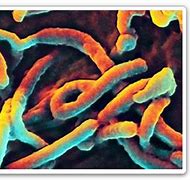 Image result for Ebola PNG