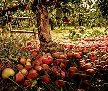 Image result for Pick Apple's in Fall
