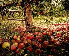Image result for Fall Apple Harvest