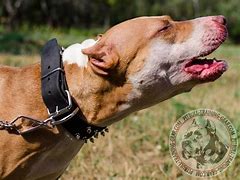 Image result for Pitbull Collars Leather