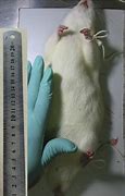 Image result for Rat the Size of Two Horses