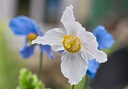 Image result for Meconopsis betonicifolia Alba