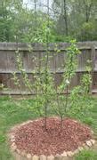 Image result for Gala Apple Growing Zone