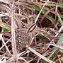 Image result for Largest Wolf Spider