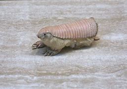 Image result for Chacoan Fairy Armadillo
