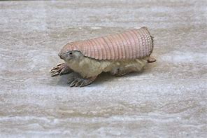 Image result for Cute Armadillo Drawing
