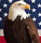 Image result for Bald Eagle with American Flag