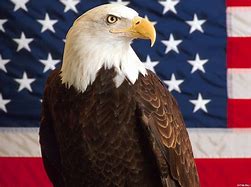 Image result for Bald Eagle with American Flag