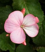 Image result for Light Pink Flowers