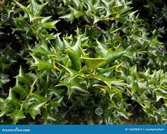 Image result for Leaf with 5 Sharp Spikes On Tips