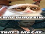 Image result for Scaredy Cat Meme