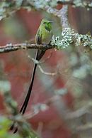 Image result for Lesbia Trochilidae