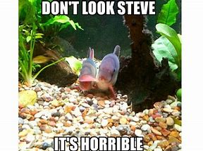 Image result for Aquarium Gravel Meme