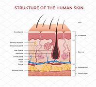 Image result for A Diagram of Your Skin