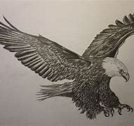 Image result for Drawing Eagle of Pencil Sketches