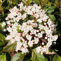 Image result for viburnum_tinus