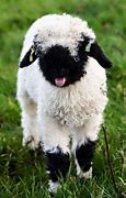 Image result for Cute Derpy Sheep