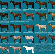 Image result for French Draft Horse Breeds