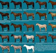 Image result for Italian Horse Breeds