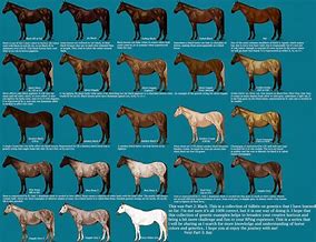 Image result for Thessalian Horse Breed