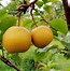 Image result for Chinese Pear