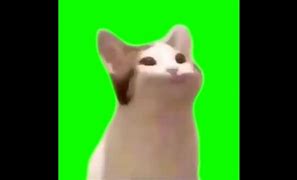 Image result for Cat Bright Screen Yelling Meme