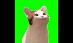 Image result for White Cat Eyebrow Raise Meme