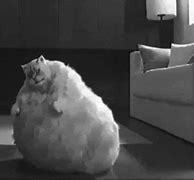 Image result for Dancing White Cat GIF