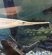 Image result for Allentown PA Fish Hatchery
