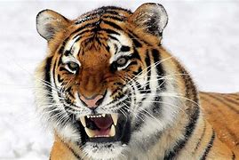 Image result for What Can Tigers Eat