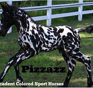 Image result for Appaloosa Friesian Horse