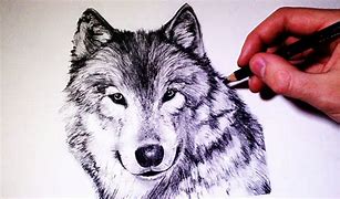 Image result for Wolf Face Drawing in Pencil