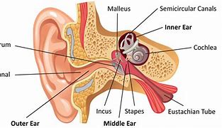 Image result for jaro-ear