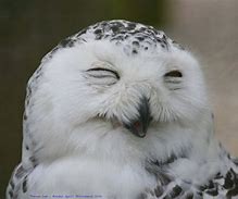 Image result for Funny Owl Faces