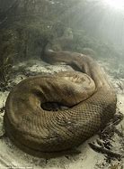 Image result for Anaconda in Water