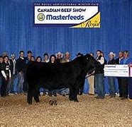 Image result for Black Angus Cattle Breed