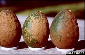 Image result for "avocado-thrip"