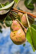 Image result for "pear-psylla"