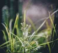 Image result for Sedge Grass Seeds