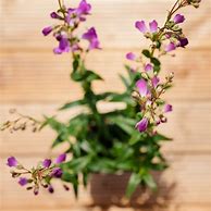 Image result for Penstemon lady alice hindley