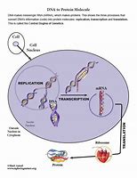 Image result for Protein Synthesis Poster