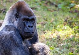 Image result for Ozzie world's oldest gorilla dies