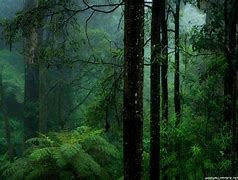 Image result for Rainy Forest Wallpaper 4K