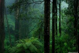 Image result for Blurry Rainy Forest Wallpaper