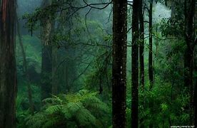 Image result for Rainy Forest Photos