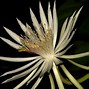 Image result for Most Expensive Flower in the World