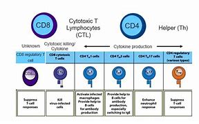 Image result for Types of T Cells